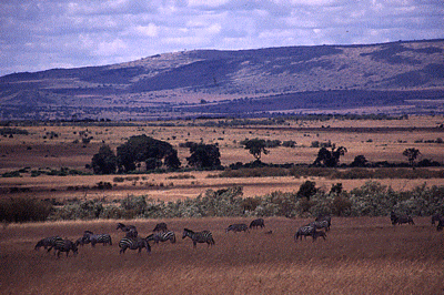 400px-GrasslandzebraPilocene.gif