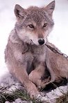 149px-Young wolf.jpg