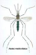 178px-Ades mediovittatus CDC.jpg