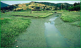 270px-Tidal salt marsh.jpg