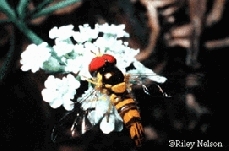 Flower fly