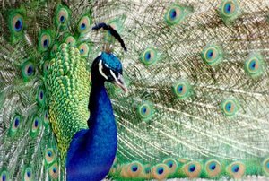 300px-Peafowl.jpg