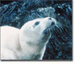 Harp seal 1.jpg