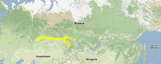 West-siberian-broadleaf-and-mixed-forests.png