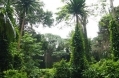 Entebbe-botanic-gardens.jpg