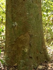 230px-Prioria copaifera - Darien, Panama.jpg