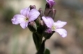 Flower-Rockcress NSF-David Inouye.jpg