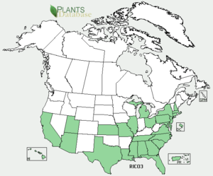 300px-Ricinus communis distribution USDA.png