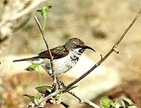 199px-Socotra sunbird.jpg