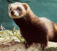 200px-Polecat.jpg