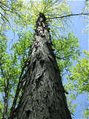 119px-Great Bay Reserve tree.jpg