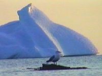 200px-Newfoundland-shelf4.jpg