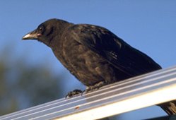 249px-Northwestern Crow.jpg