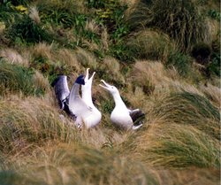 250px-Southern Royal Albatrosses.jpg