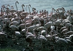 250px-Flamingo species.jpg