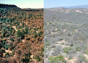 300px-Pinon pine die-off.jpg