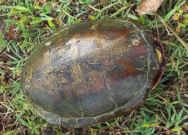 Caspain-20trutle.jpg