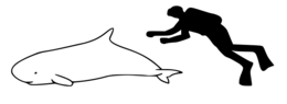 689px-dwarf sperm whale size-svg.png