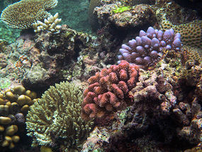 Corals.jpg