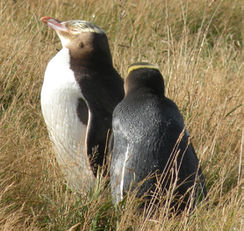 Yelloweyedpenguinpairsouthlandeastcoastdscn0867.jpg