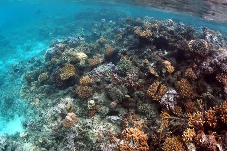 Coral2-nsf-moorea-coral-reef-lter-site.jpg