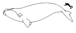 686px-right whale size.jpg.png