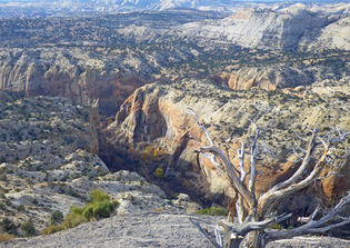 UtahsouthernwildturkeyhabitatincanyonIMGP1897.jpg