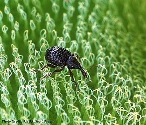 400px-Weevil.jpg.jpeg