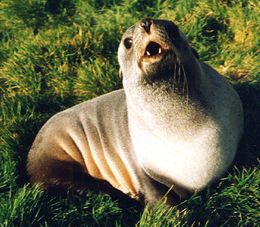 4525 sub-antarctic-fur-seal.jpg