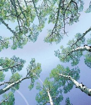 Trees-in-circle-w-sky2 438x0 scale.jpg