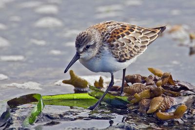 Western-sandpiper.jpg