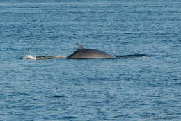 Minke whale - view of back. Source: Claude Nozères.