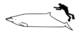 470px-stejneger-s beaked whale size.png