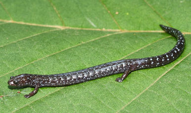 Centralamericanwormsalamander.jpg