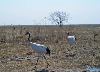 Redcrowned-cranechinagroup2-240.jpg