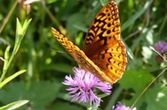 Fritillary 3.jpg