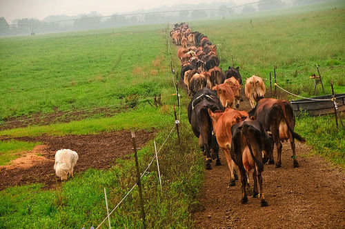 Organic-cattle-in-ohio--united-states.jpg