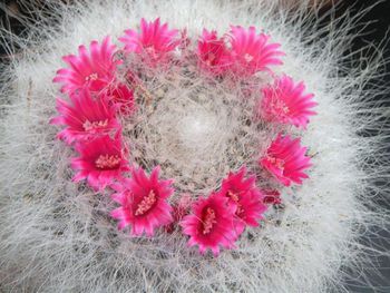 Mammillaria-hahniana.jpg