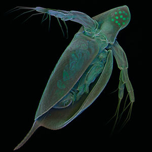 Daphnia2 michels.jpg