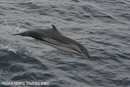 22636 striped-dolphin-stenella-coeruleoalba-in-the-eastern-tropical-pacific.jpg