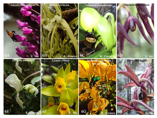 Cetzal-ix-et-al.--figure-6-pollinators-and-visitors.jpg