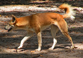 Dingowildfraserisland.jpg