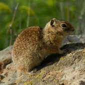 Idahogroundsquirrelsoheilzendeh.jpg