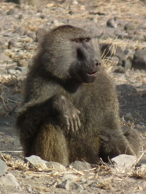 Olive-baboon-papio-anubis-in-tanzania-2182-cropped-nevit.jpg