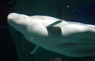 Beluga 21302715520.jpg