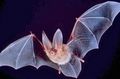 Big-eared-townsend-fledermaus.jpg