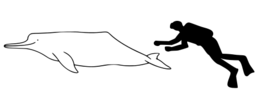 500px-amazon river dolphin size.png