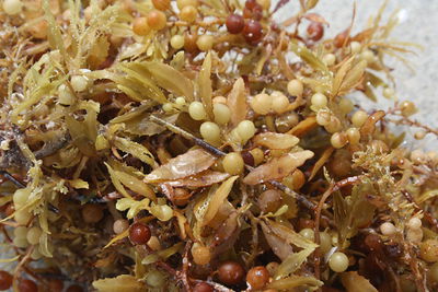 Sargassum-on-the-beach--cuba.jpg