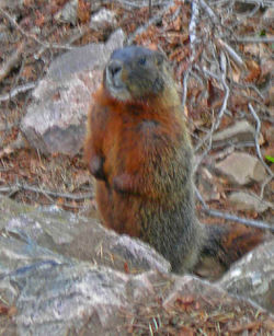 Yellowbelliedmarmot.jpg