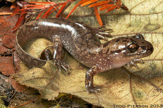 Pacificgiantsalamander45241-580-360.jpg